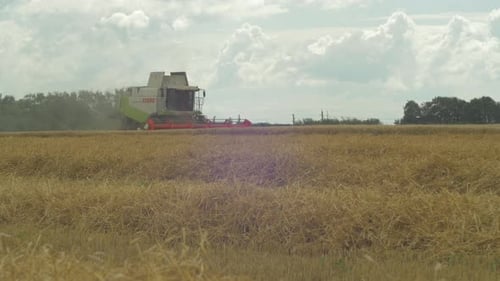 Combine Harvester Harvesting Grain in Rural Field