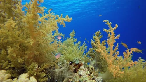 Colorful Fish Swim Among Tropical Coral Reef