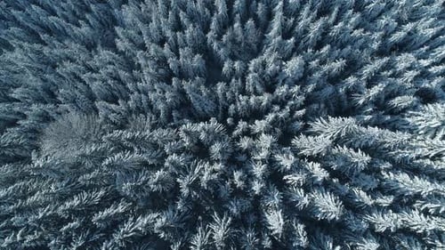 Winter Season Spruce and Pine Trees Covered with Snow. Aerial Top Down Flyover Shot of Winter Forest
