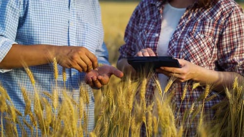 Hands of agronomists examining crops and using tablet in wheat field