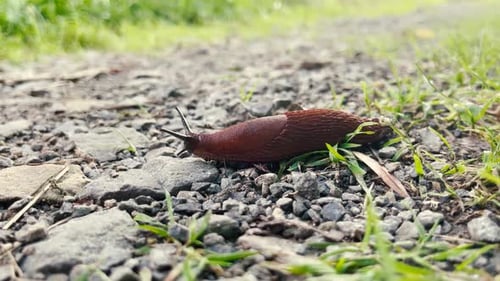 Brown Slug Crawling Slowly on Dirt Path