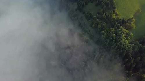Aerial View of Foggy Forest