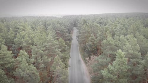 Autumn forest with empty car road at cloudy grey day.