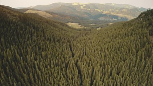 Sun Pine Forest at Mountain Aerial