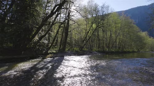 River in the Green Rain Forest During a Sunny Spring Day