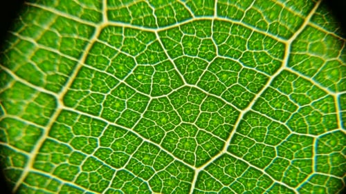 Green Leaf Analysis