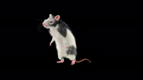 Animated Black and White Rat Dancing on Hind Legs Seamless Loop