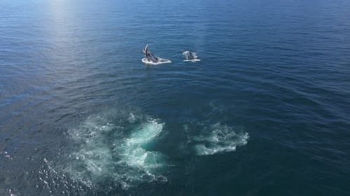 Ballenas jorobadas en el océano