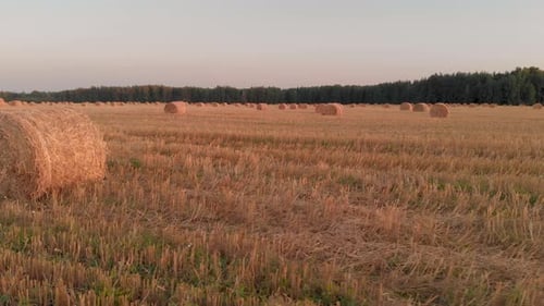 Luftballen aus Stroh liegen in einem geräumten Feld