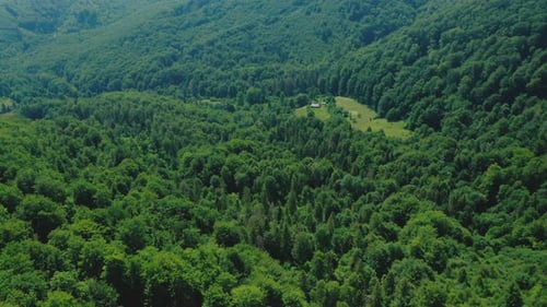 Luftaufnahme einer Waldlichtung inmitten eines grünen Mischwaldes an einem Sommertag