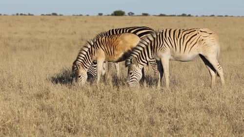 Plains Zebras Grazing In Grassland