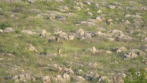 Gazelles in Rocky Grassy Wilderness Landscape