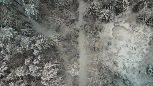 Snowcovered Forest Trail and an Icy Lake After a Snow Storm