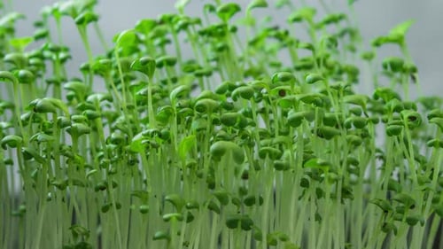 Close-up Microgreens Plants Growing on Grey Background in Timelapse, Sprouts Germination Newborn