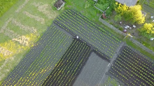 Farmer tending crops in rural agricultural field