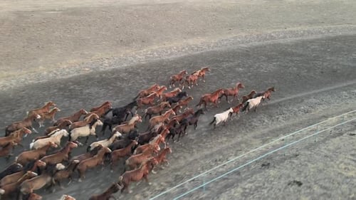 Wild Horses Running