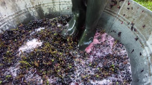 Grape Crushing with Boots for Traditional Wine Making