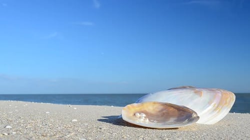 Cockleshells 30