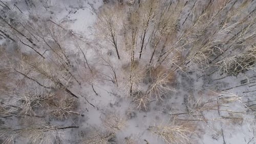 Winter Landscape with Forest
