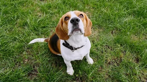 Dog Beagle Sitting at Grass in a Green Park