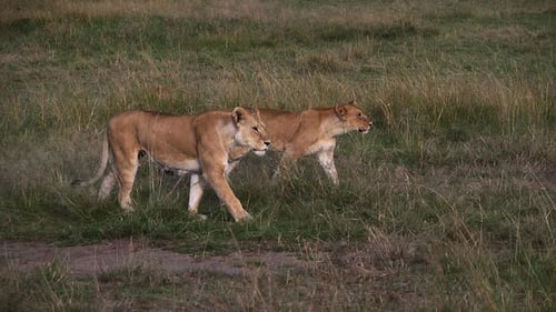 Afrikanischer Löwe, Panthera-Löwe, Weibchen bei einem Spaziergang durch Savanne, Masai Mara Park in Kenia, Zeitlupe