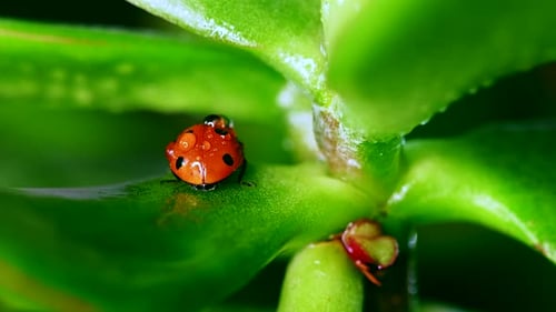 Rotes, wunderschönes Marienkäferkriechen auf einem Grashalm, verschwommener Hintergrund, Makrolinse