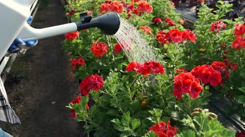 Frau gießt Pflanzen auf Indoor-Plantage