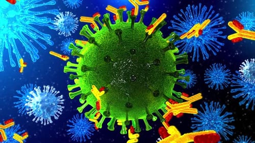 El sistema inmunitario bloquea el coronavirus