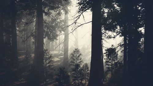 Tronco de árbol negro en un bosque de pinos oscuros
