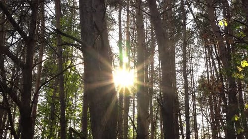 Sunny Ray In The Woods