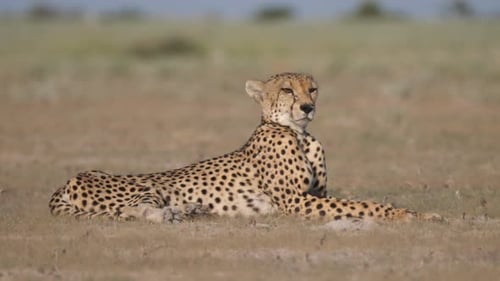Gepard ruht sich aus und schaut sich in der Savanne um