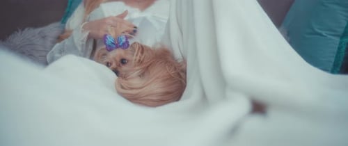 Woman Petted Dog Resting under Blanket Indoors