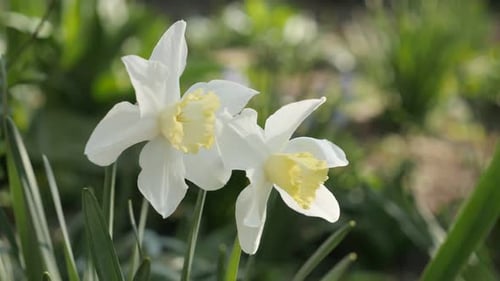 Zwiebelblätter des Gartens Narzisse Blume Nahaufnahme 4K 2160p 30fps UltraHD-Aufnahmen - Frisches Gelb und