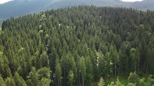 Flight Over the Green Spruce Forests in the Mountains in Summer