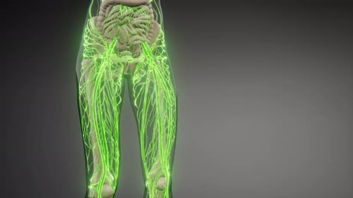 3D Human Lymphatic System Medical Animation
