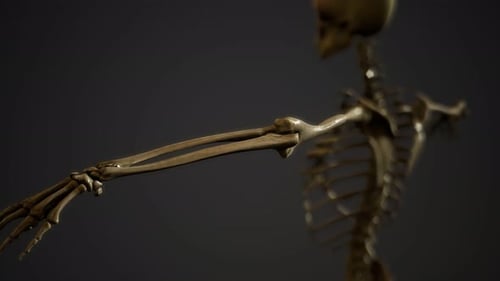 Rotating 3D Human Skeleton Arm and Shoulder Anatomy