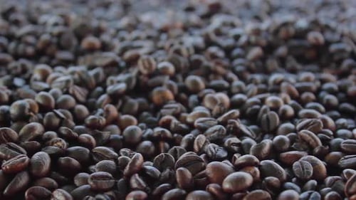 Coffee Beans