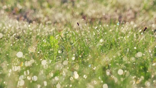 Green grass in the early morning in the dew
