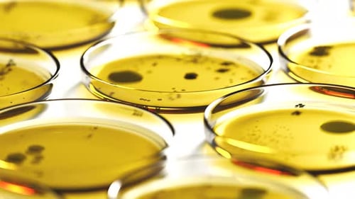 Placas de Petri con agar amarillo que contienen colonias circulares de hongos o bacterias.