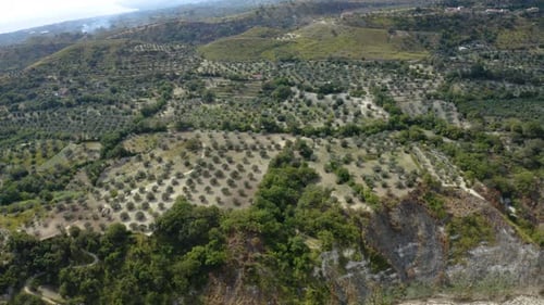 Olive Groves