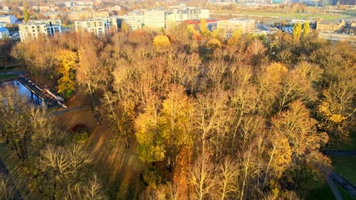 Autumn Cityscape: Aerial View of Park Trees