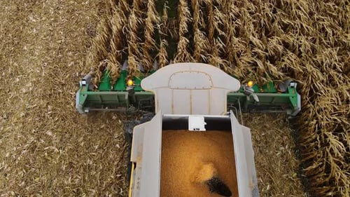Harvesting Corn in the Autumn Field