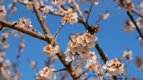 Butterfly and Blossoms in the Springtime Sunlight