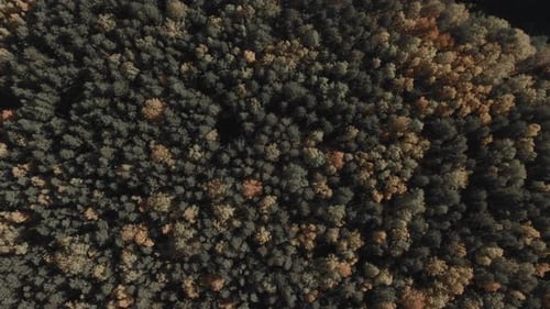 Yellow and green forest in autumn time