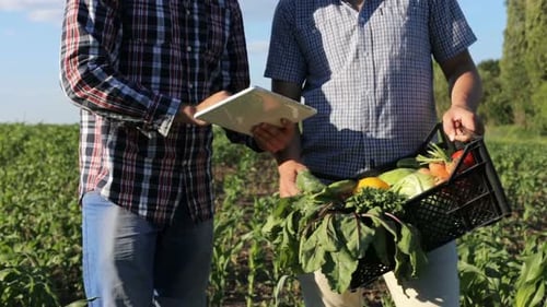 At a vegetable farm, male businessmen analyze the quality of the vegetable harvest using a tablet.