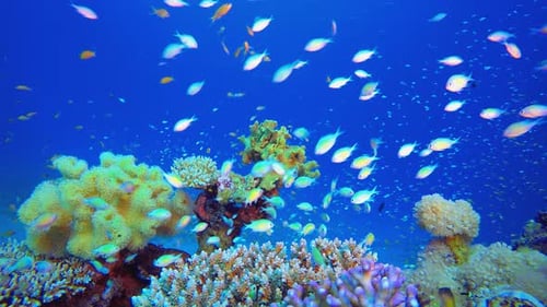 Underwater Tropical Sea Colourful Fish