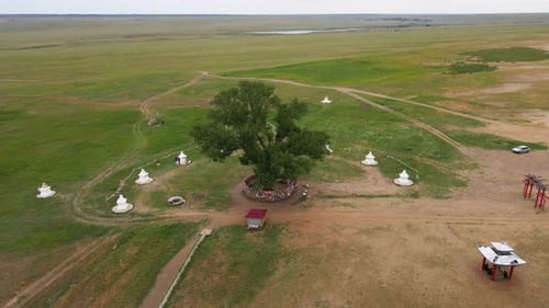 Peuplier solitaire dans la steppe, arbre sacré, miracle de la nature en Kalmoukie, en Russie