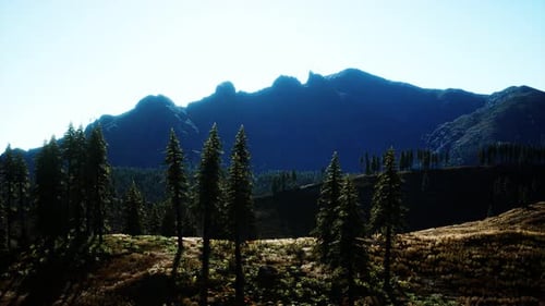 Trees on Meadow Between Hillsides with Conifer Forest