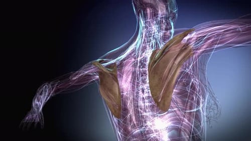 3D Medical Animation of Human Nervous System and Scapulae