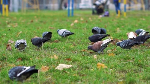 Group of Pigeons Pecking Green Grass in City Park